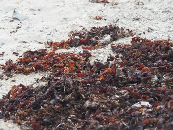 Halshuisene + Enebaerodde Beach (Denemarken)